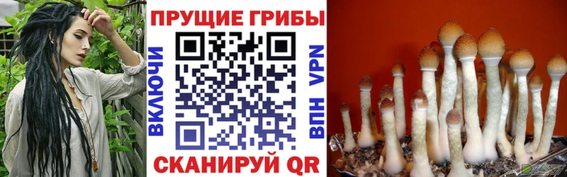 Галлюциногенные грибы Psilocybine cubensis  Гурьевск 